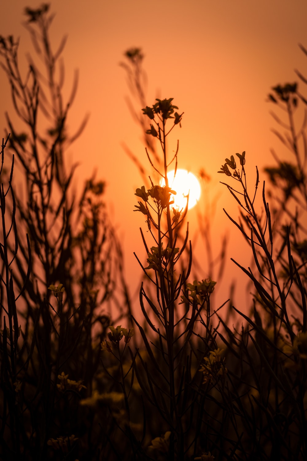 Flowers Sunset Picture. Download Free Image