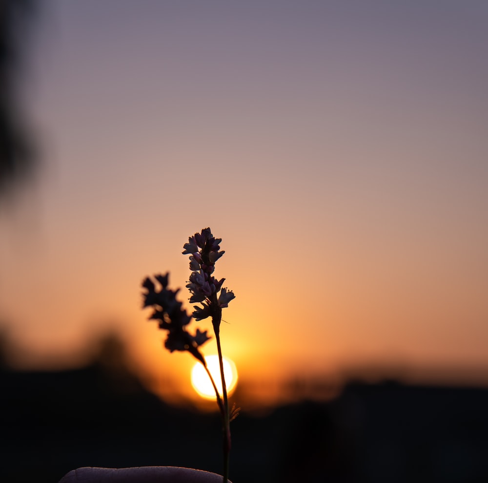 Flowers Sunset Picture. Download Free Image