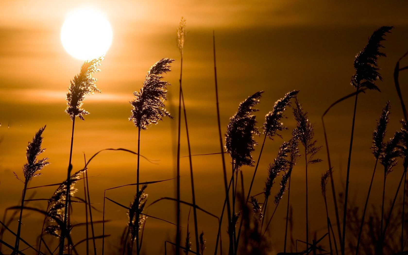 nature, Sunset, Plants, Grass Wallpaper HD / Desktop and Mobile Background
