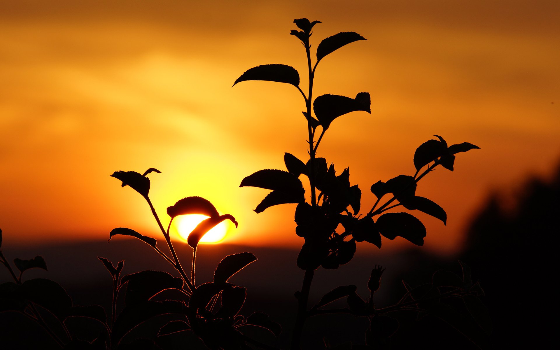 Plant Silhouette sunset mood wallpaperx1200