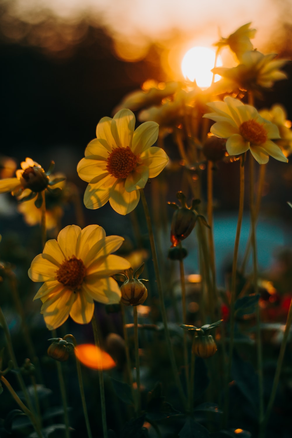 Sunset Flower Picture. Download Free Image