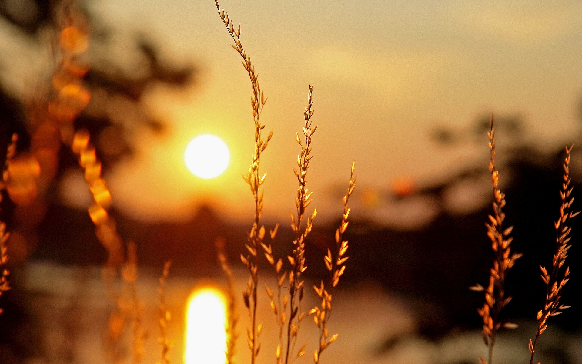 macro, Plant, Plants, Ears, Light, Sun, Sunset, Blur, Bokeh Wallpaper HD / Desktop and Mobile Background