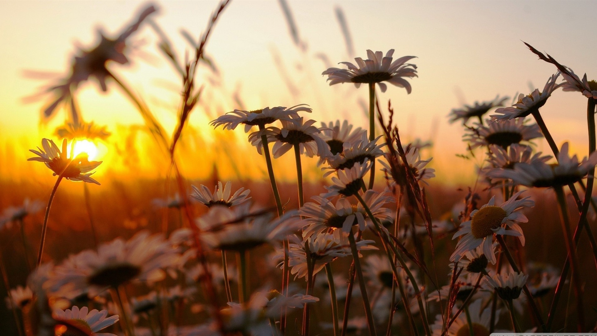 Daisies At Sunset Colorful Flowers Wallpaper Photo