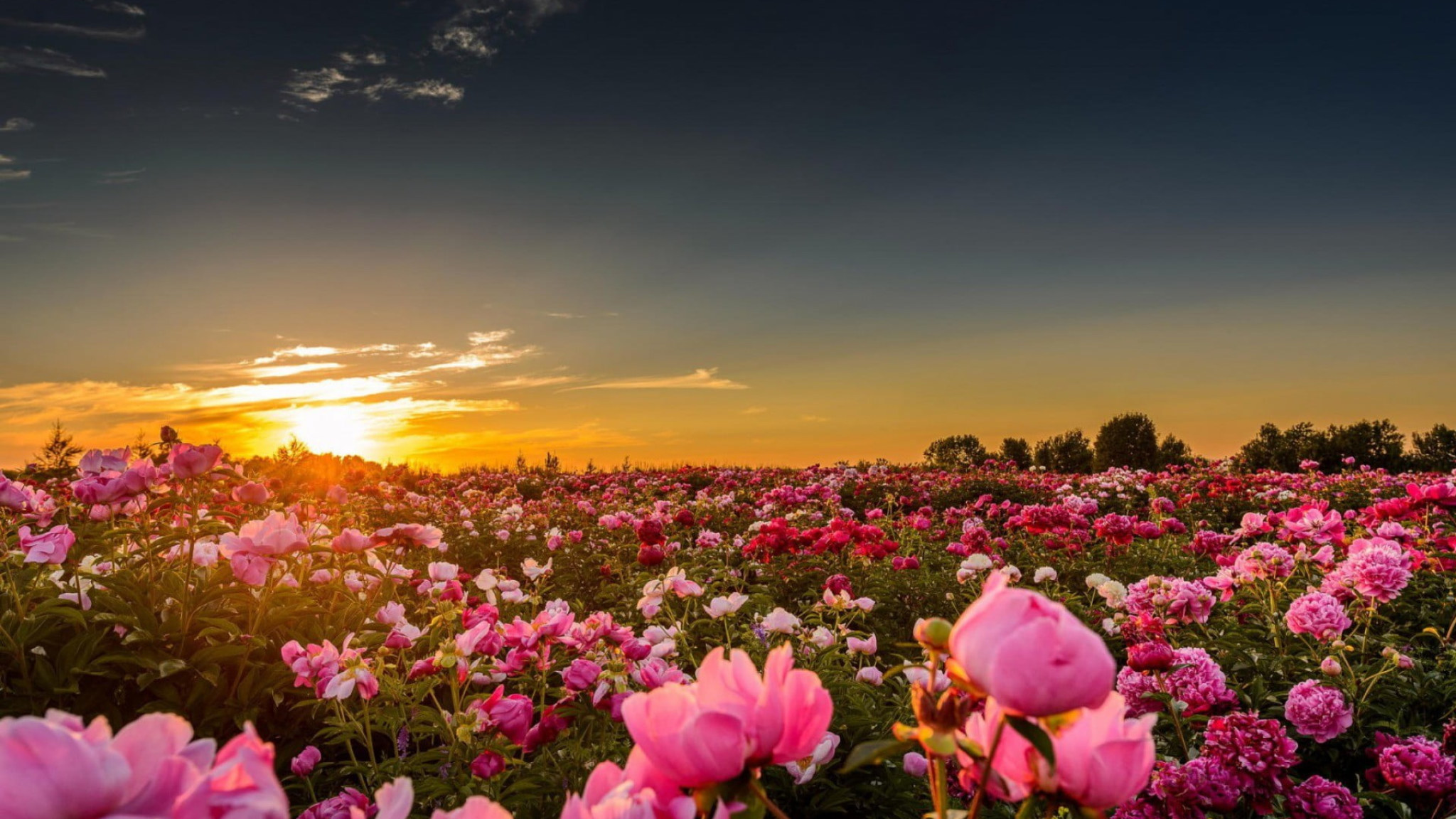 Pink Rose Flower, Sunset, Sunlight, Flowers, Pink Roses, Nature Wallpaper • Wallpaper For You