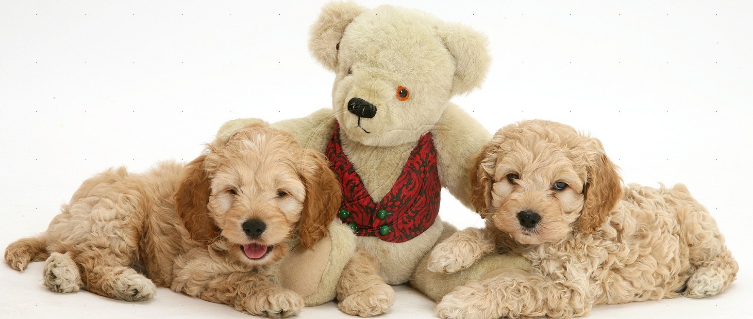 Teddy Bear Dog Breed Image Blog, Cats, Fishes and Small Pets Blog