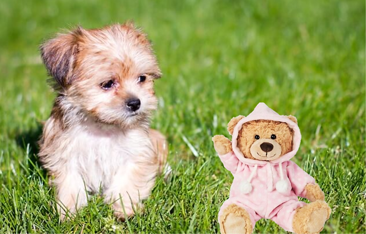 Dog Breeds That Look Like Teddy Bear. Dog crossbreeds, Teddy bear dog, Bear dog breed