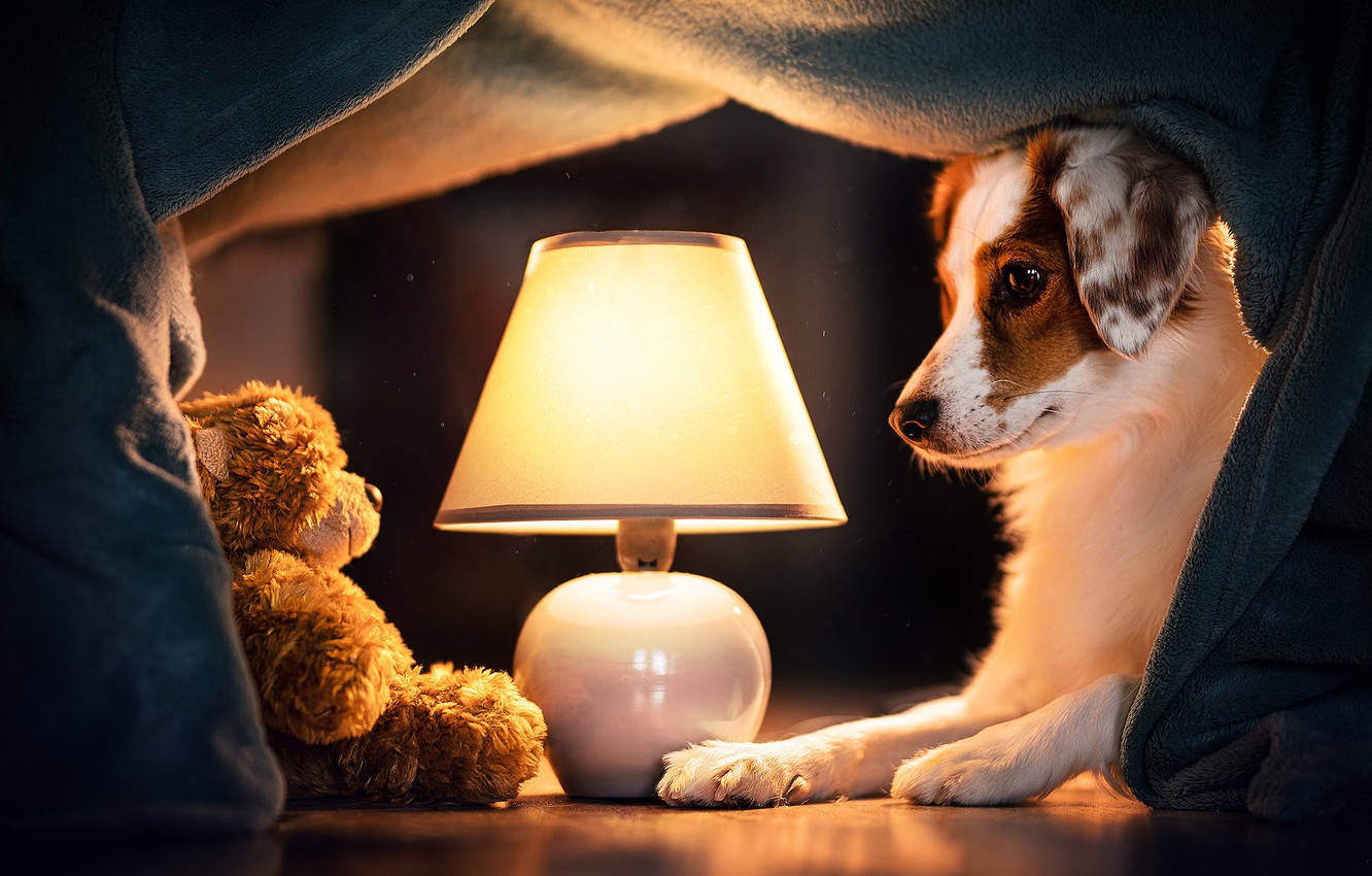 Wallpaper lamp, dog, bear, plaid, Teddy bear image for desktop, section собаки