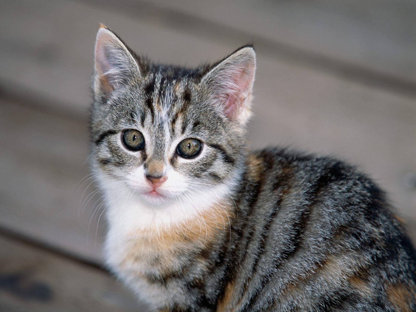 Free download HQ Tabby Kitten Wallpaper HQ Wallpaper [1600x1200] for your Desktop, Mobile & Tablet. Explore Free Kittens Wallpaper. Free Cat Wallpaper For Desktop, Kitten Wallpaper Free Download, Free