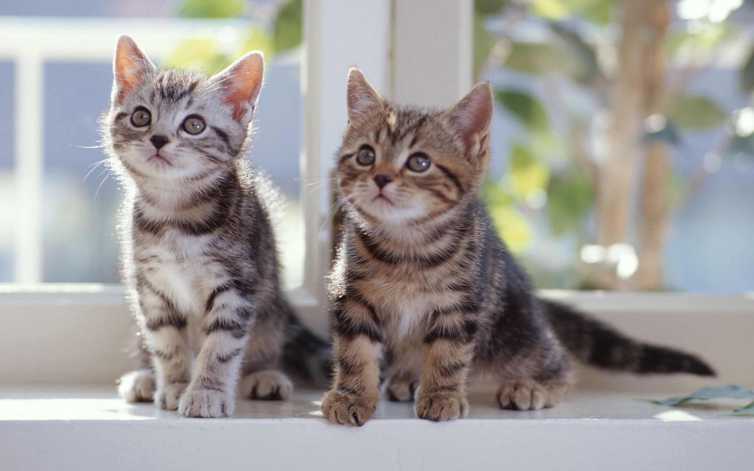 Twin cat HD free. Kitten wallpaper, Kitten picture, Cute cat wallpaper