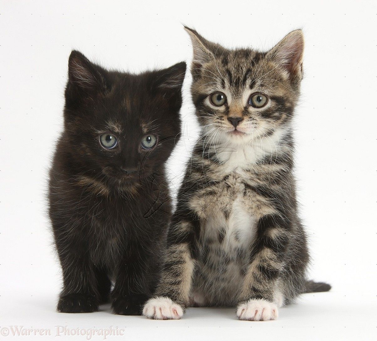 Tabby and black kittens photo. Kitten photo, Kitten picture, Black kitten