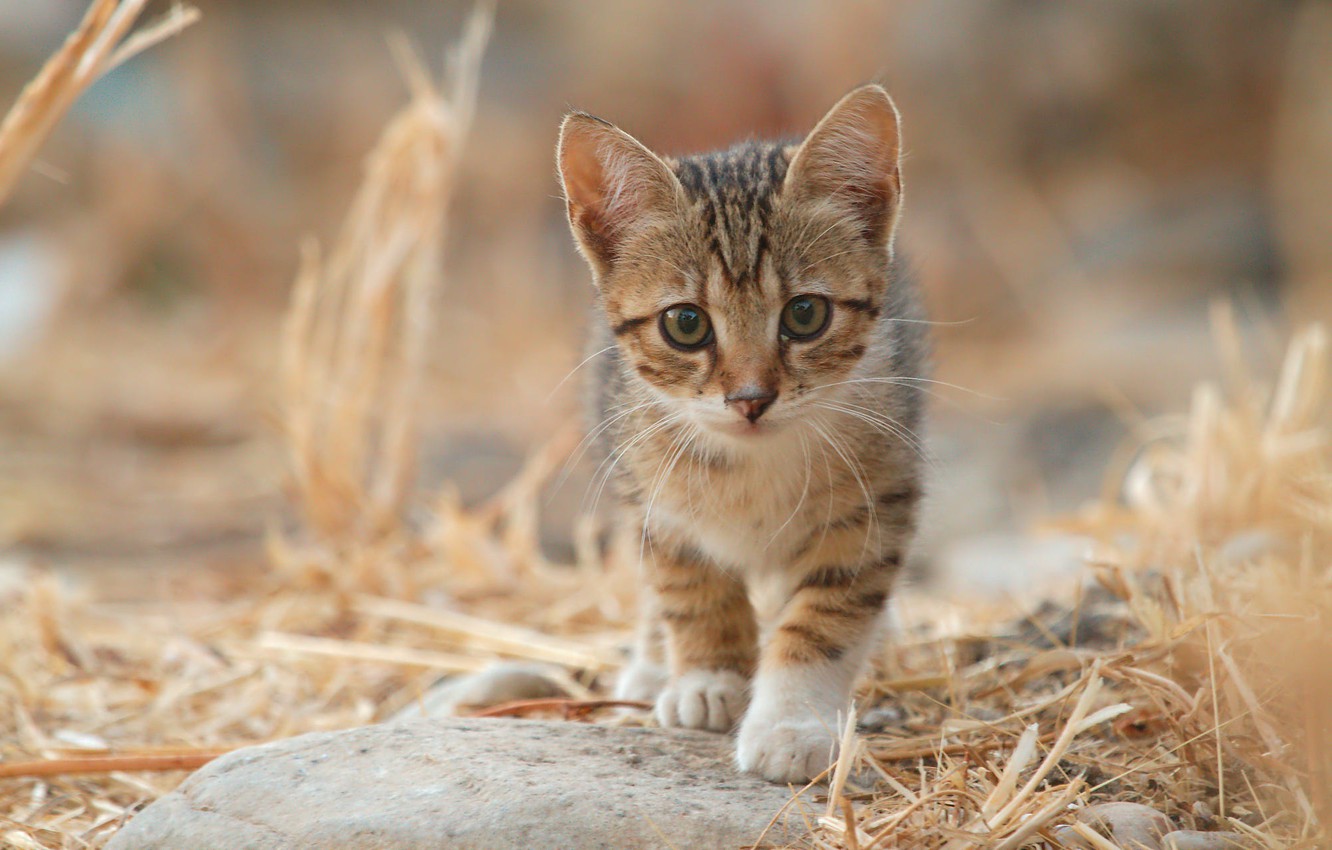 Tabby Kitten Wallpapers - Wallpaper Cave