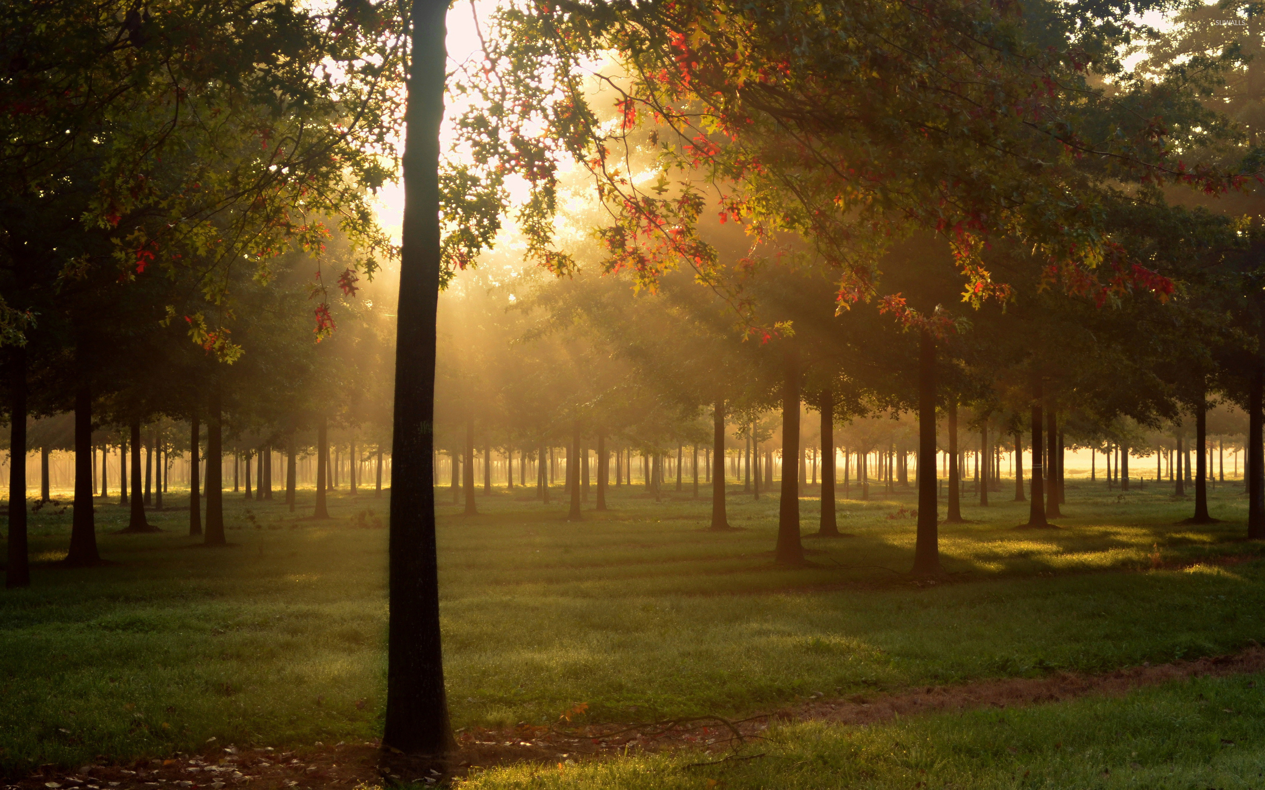 Heavenly sun light above the forest wallpaper wallpaper