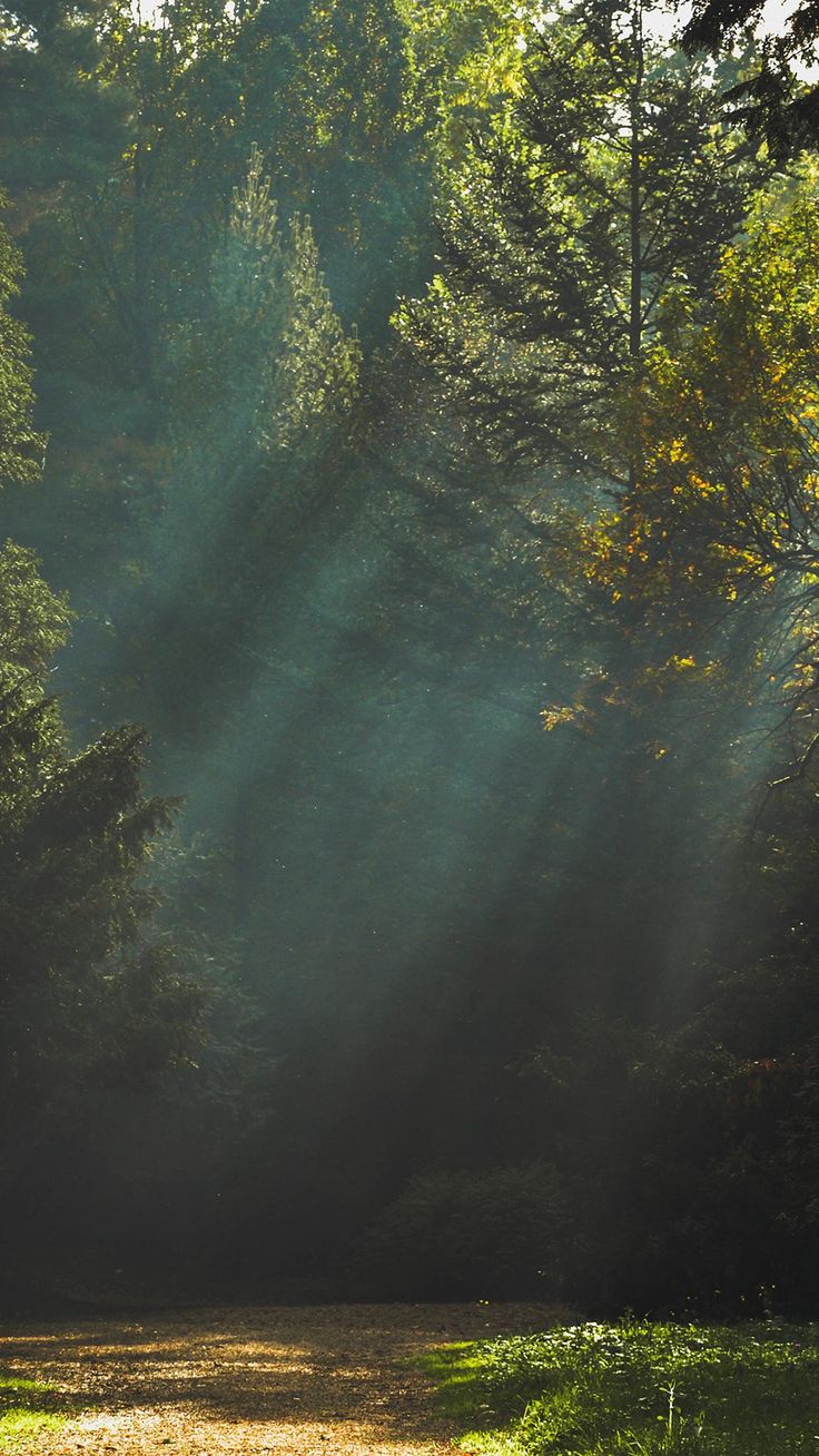 Wood Nature Tree Sunshine Light IPhone 6 Wallpaper Download. IPhone Wallpaper, IPad Wallpaper One Stop Download. Nature Photography, Landscape, Forest Photo