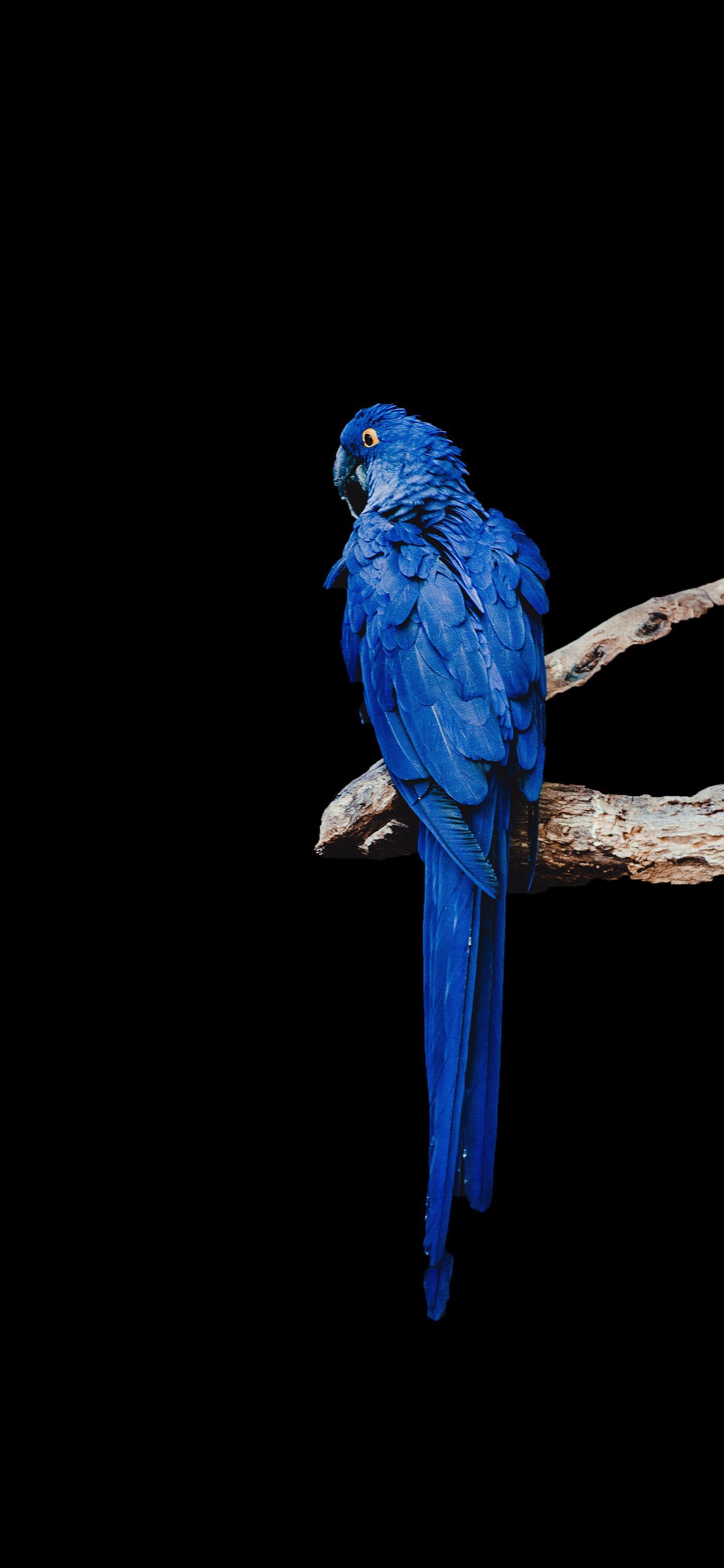 Free download Blue Macaw Amoled Wallpaper Amoledin Blue macaw Macaw Wallpaper [1440x3120] for your Desktop, Mobile & Tablet. Explore AMOLED Wallpaper. Black AMOLED Wallpaper