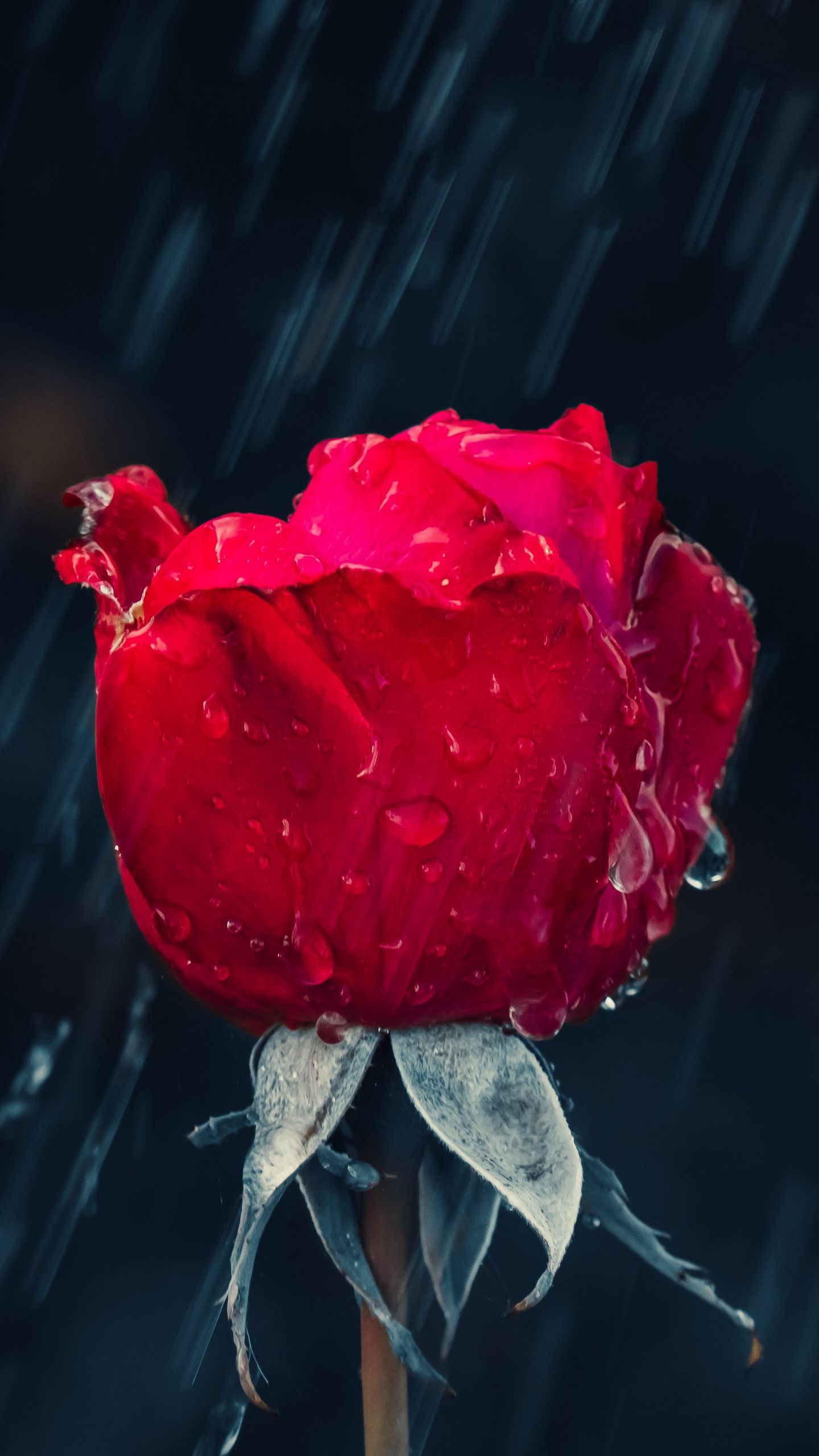 Rose rain drops moisture red wallpaper for phone, Best iPhone Wallpaper and iPhone background, WallpaperUpdate, Best iPhone Wallpaper and iPhone background