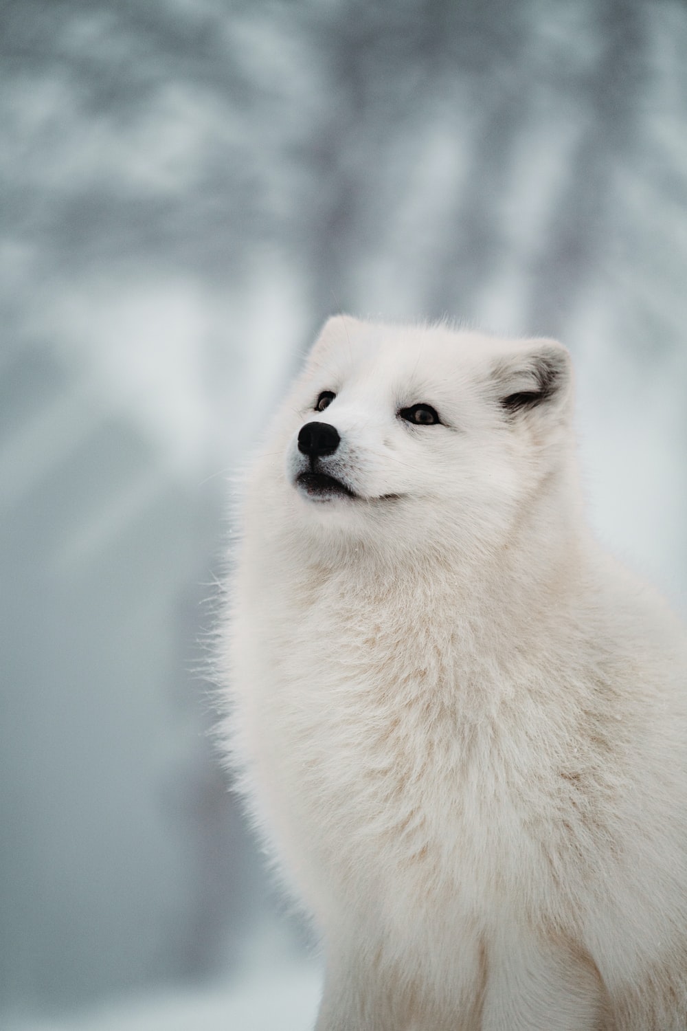 White Fox Picture. Download Free Image