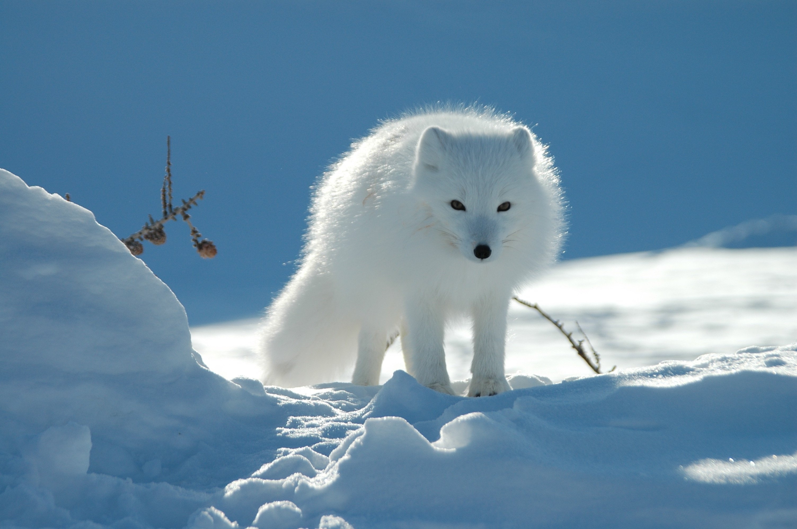 Arctic Fox HD Wallpaper and Background