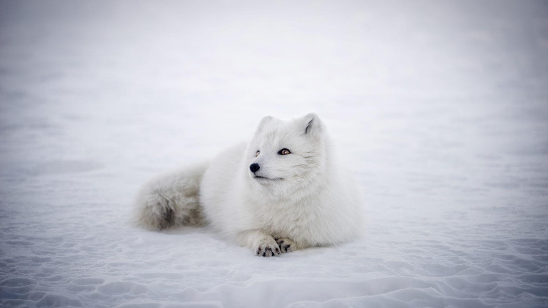 Baby Arctic Fox Wallpapers Wallpaper Cave