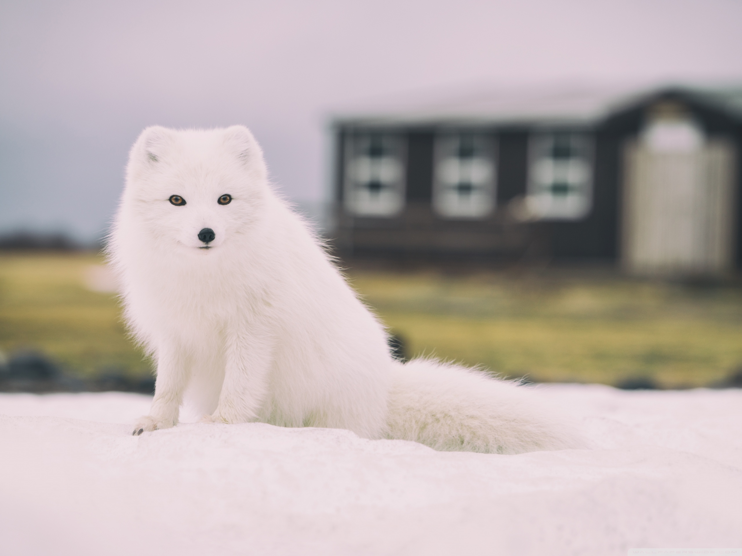 Snow Fox Animal Ultra HD Desktop Background Wallpaper for 4K UHD TV, Widescreen & UltraWide Desktop & Laptop, Multi Display, Dual Monitor, Tablet