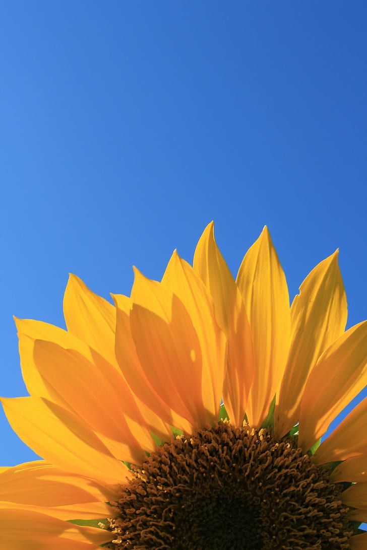 HD wallpaper: yellow sunflower closeup photography, sunflower, Blue Sky, summer. Wallpaper F. Sunflower wallpaper, Sunflower wallpaper hd, Cute flower wallpaper