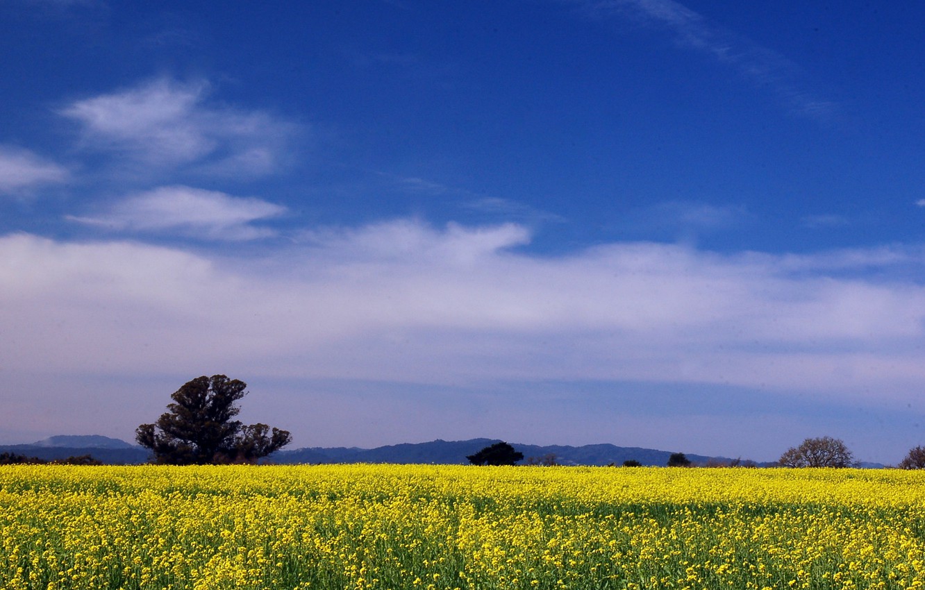 Wallpaper field, summer, the sky, clouds, trees, flowers, blue, Nature, summer, sky, trees, nature, yellow, blue, yellow, flowers image for desktop, section пейзажи