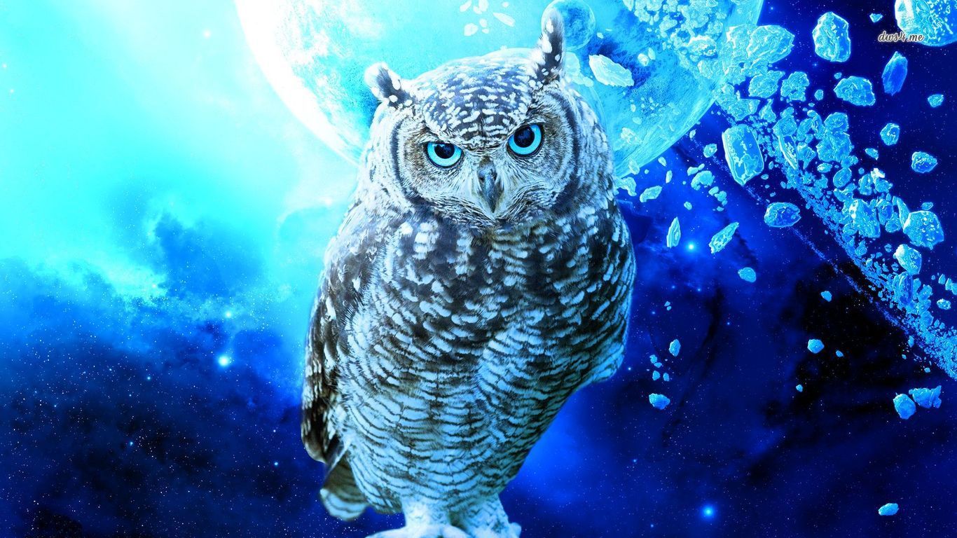 Blue Owl Desktop Wallpaper Free Blue Owl Desktop Background