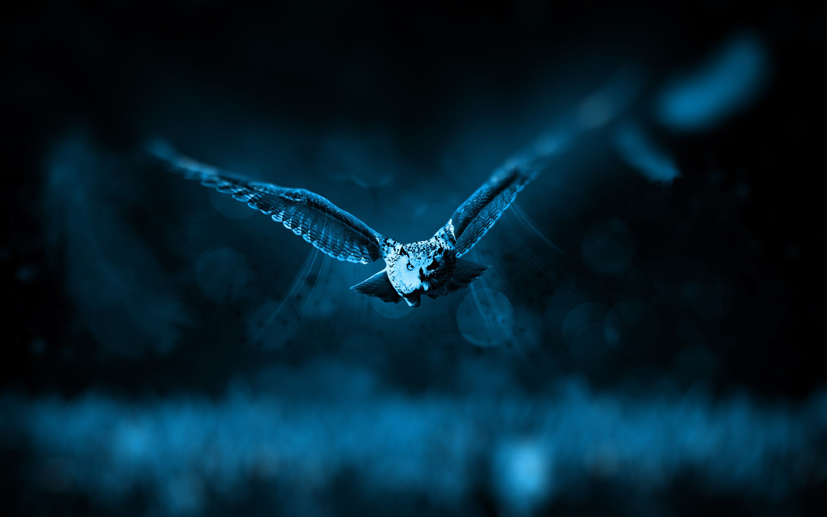 Blue Owl Desktop Wallpaper Free Blue Owl Desktop Background