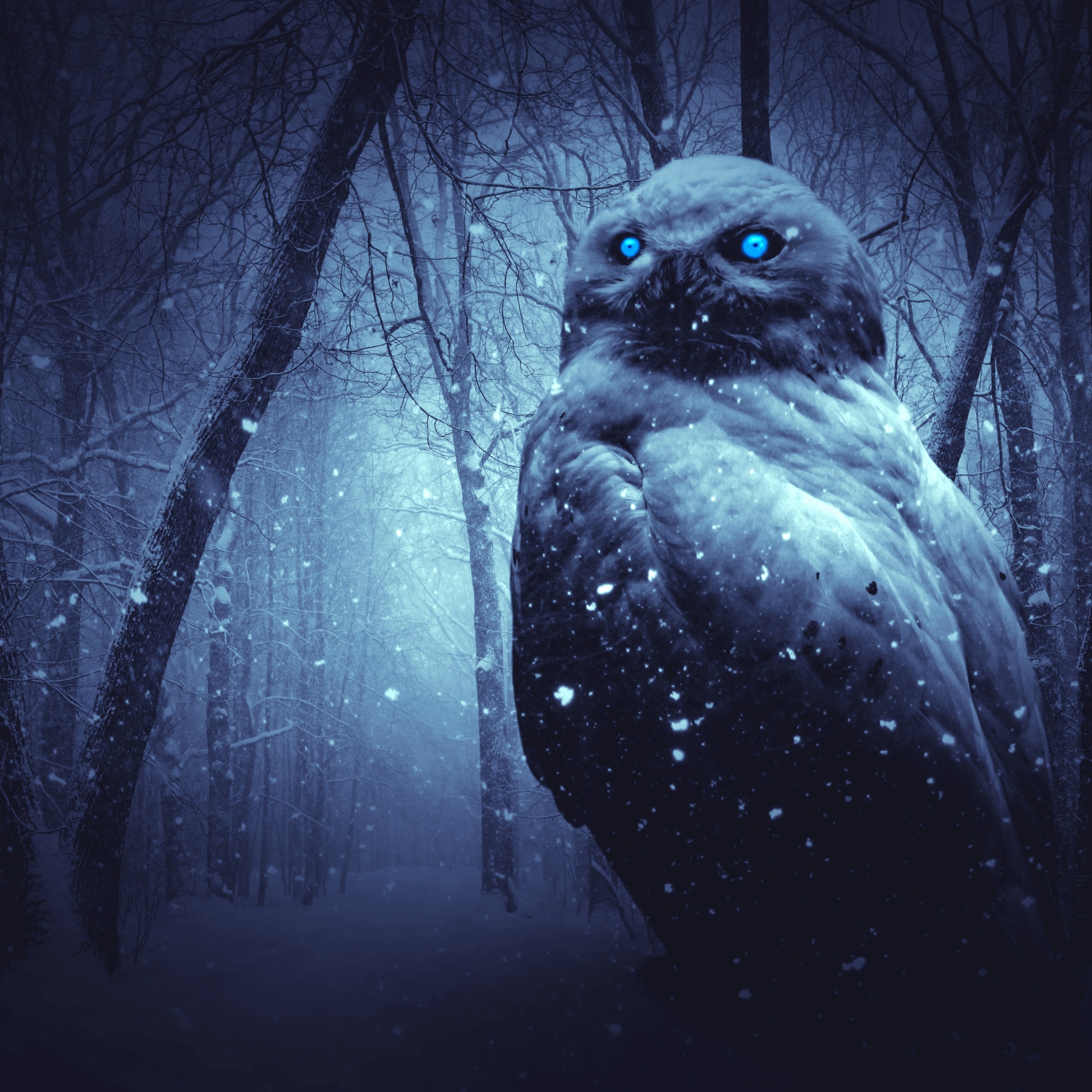 Owl Wallpaper 4K, Forest, Winter, Dark, Night, Blue eyes, Scary, Animals