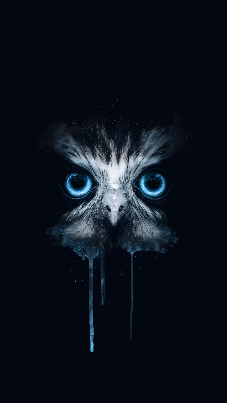 Blue in the Dark iPhone Wallpaper. HD dark wallpaper, Owl wallpaper, Owl wallpaper iphone
