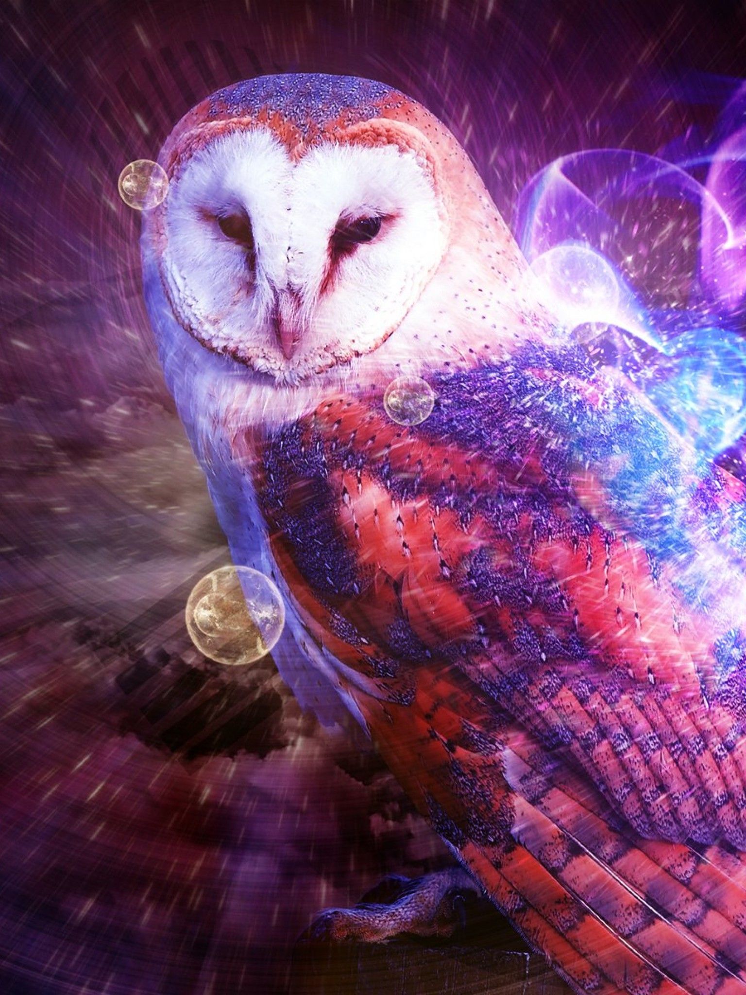 Cute Colorful Owl Wallpaper
