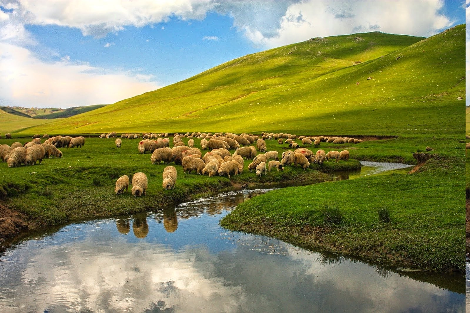 nature, Landscape, Turkey, Ordu, Sheep, River, Animals, Hill, Plains Wallpaper HD / Desktop and Mobile Background