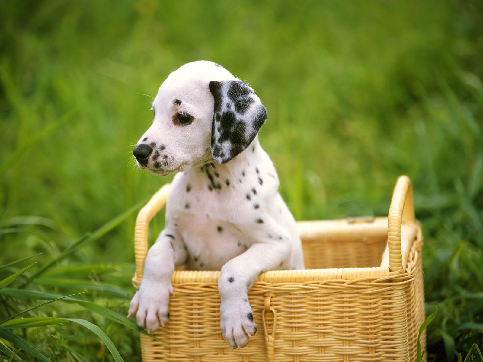 Dalmata. Cute puppies image, Cute puppies, Dalmatian puppy
