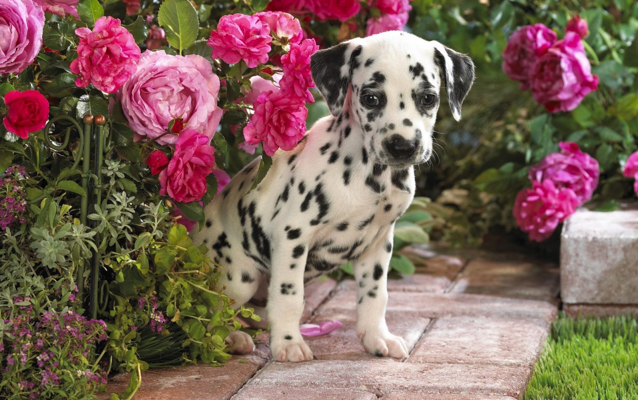 Dalmatian puppy wallpaper. Dalmatian puppy