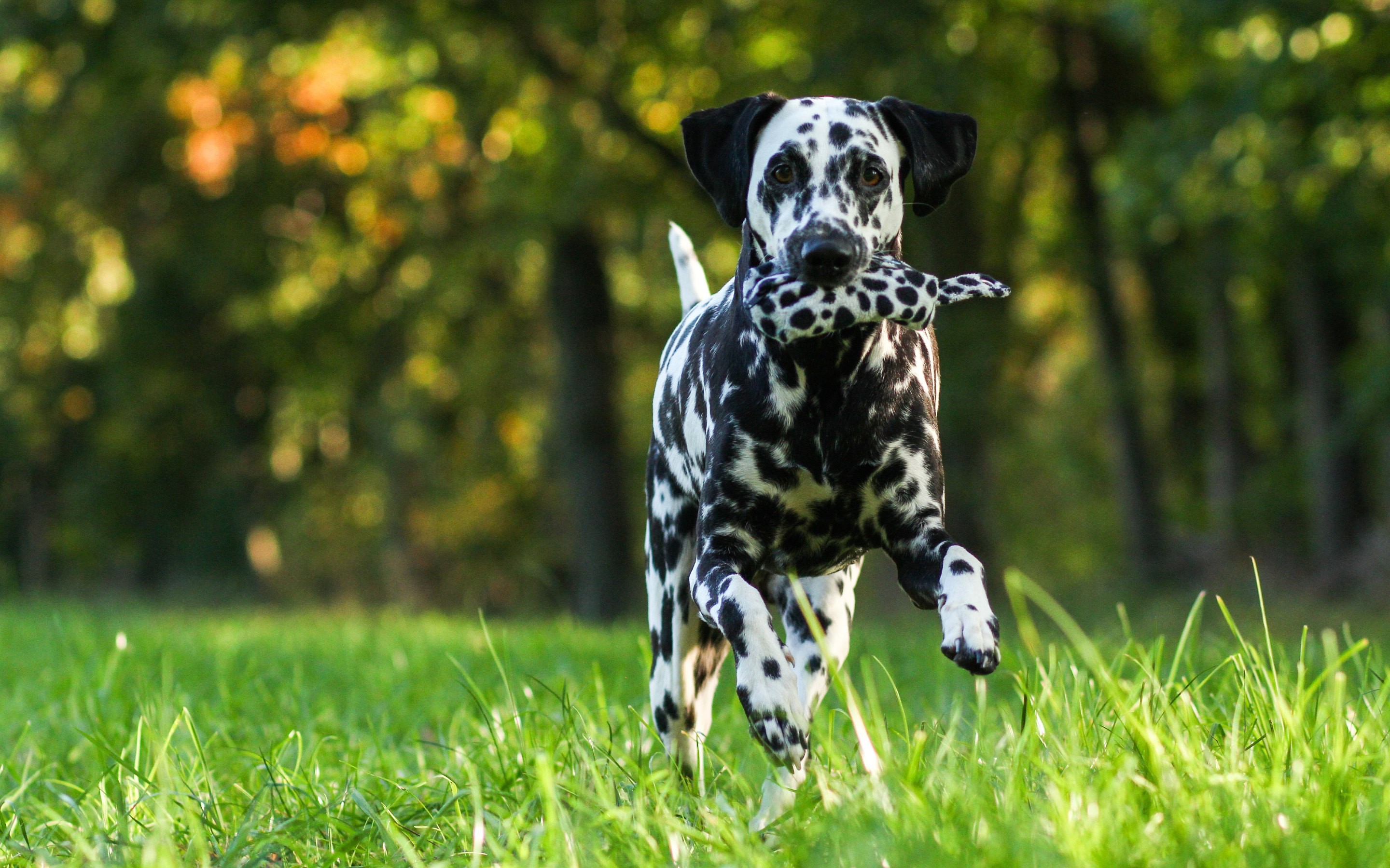 2880x1800, Dalmatian Dog Wide Wallpaper 50350 Data Wallpaper HD