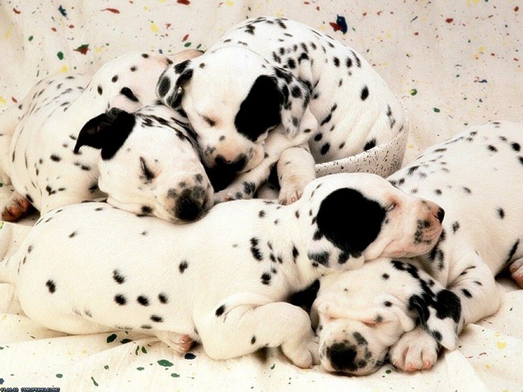 Dalmatian Puppy Wallpapers Wallpaper Cave