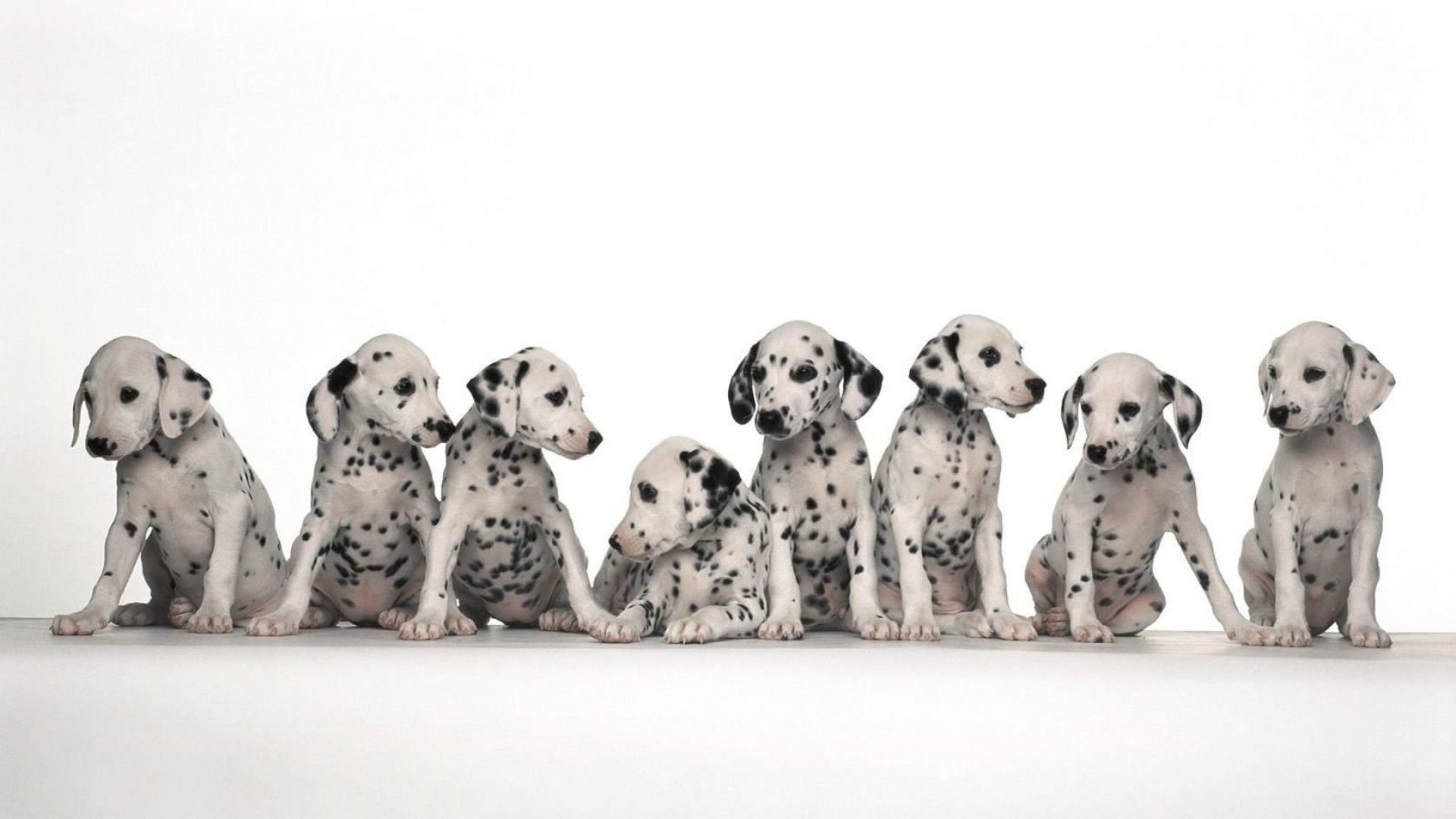 Dalmatian Puppies HD Desktop Wallpaper 49060