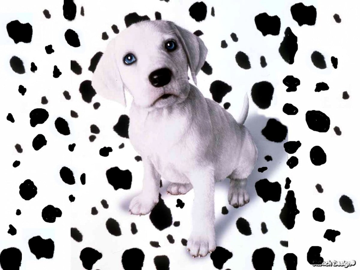 Wallpaper Dogs, Dalmatian, Animals. Download TOP Free background