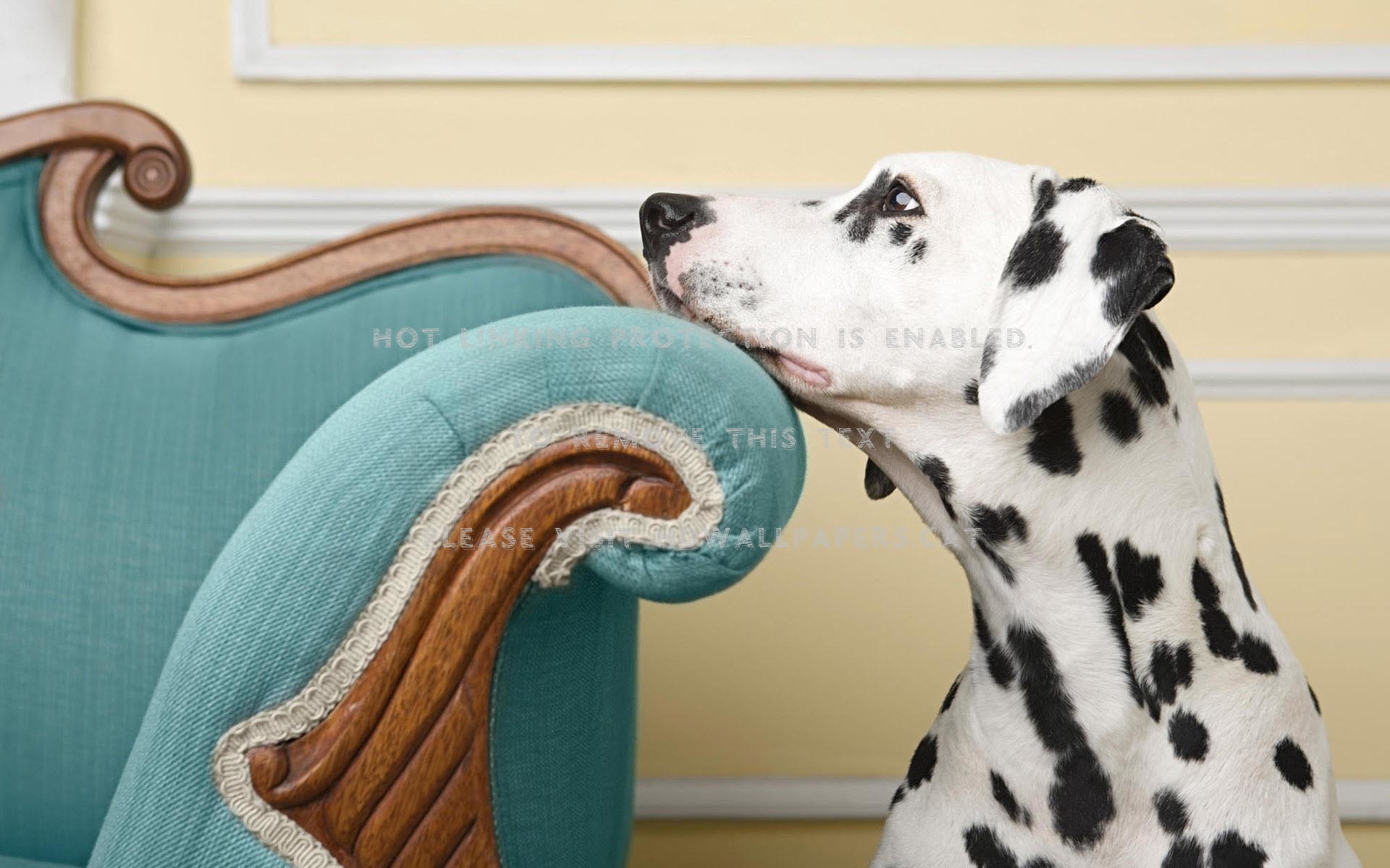 dalmatian dog animals sofa beautiful cute