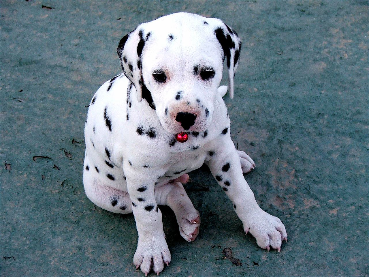 DALMATIAN