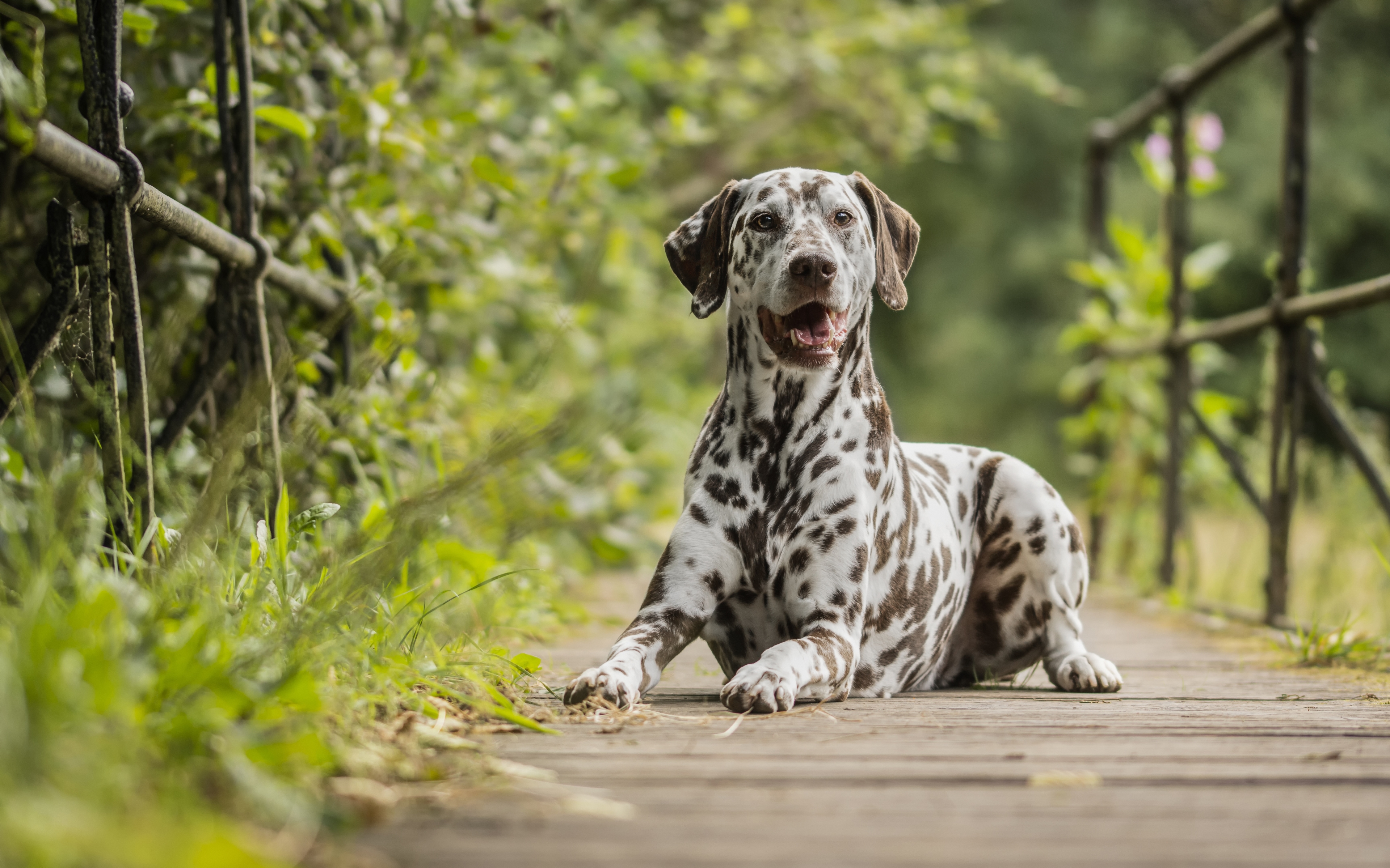 Download wallpaper 4k, Dalmatian, bridge, domestic dog, pets, bokeh, dogs, cute animals, Dalmatian Dog for desktop with resolution 3840x2400. High Quality HD picture wallpaper