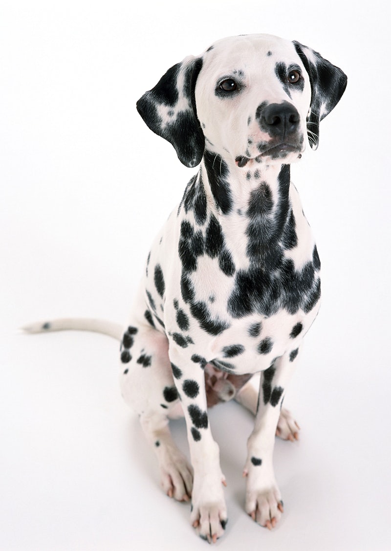 Dalmatian Image Wallpaper