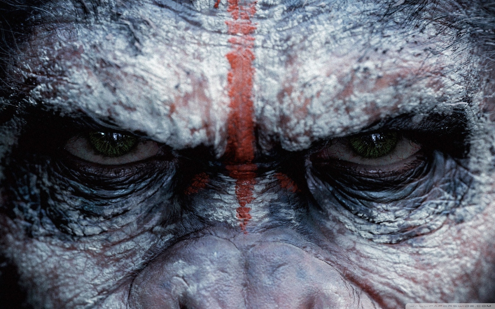 Angry Monkey Ultra HD Desktop Background Wallpaper for 4K UHD TV, Widescreen & UltraWide Desktop & Laptop, Tablet