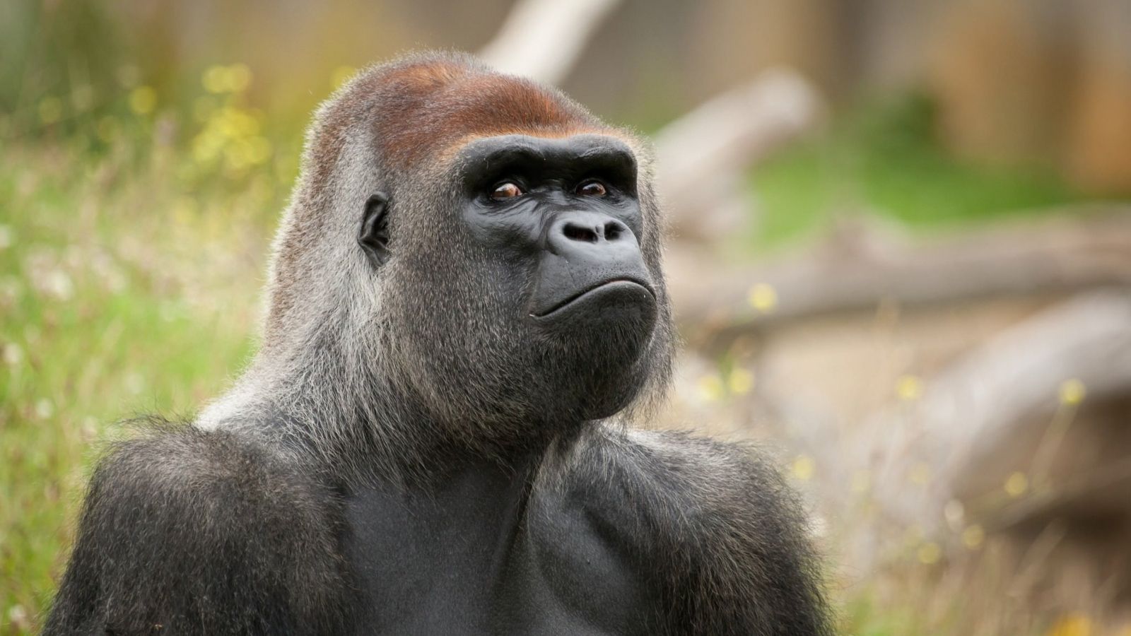 A Gorilla Monkey is in Angry Mode and Staring Amazingly wallpaper in 1600x900 resolution