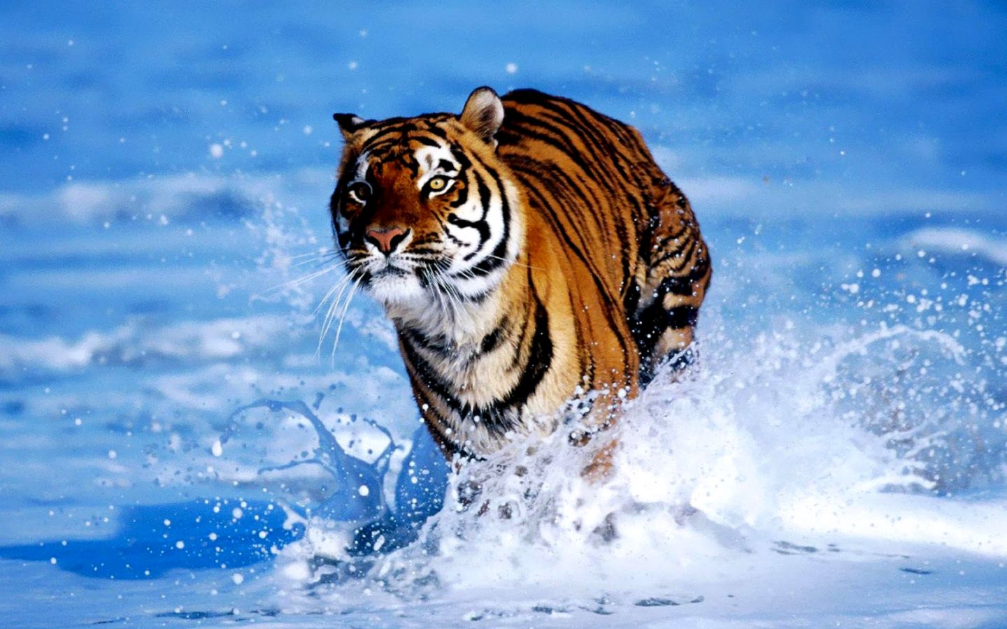 Running Tiger Wallpaper Wild Animal Wallpaper Png Tiger Photo HD