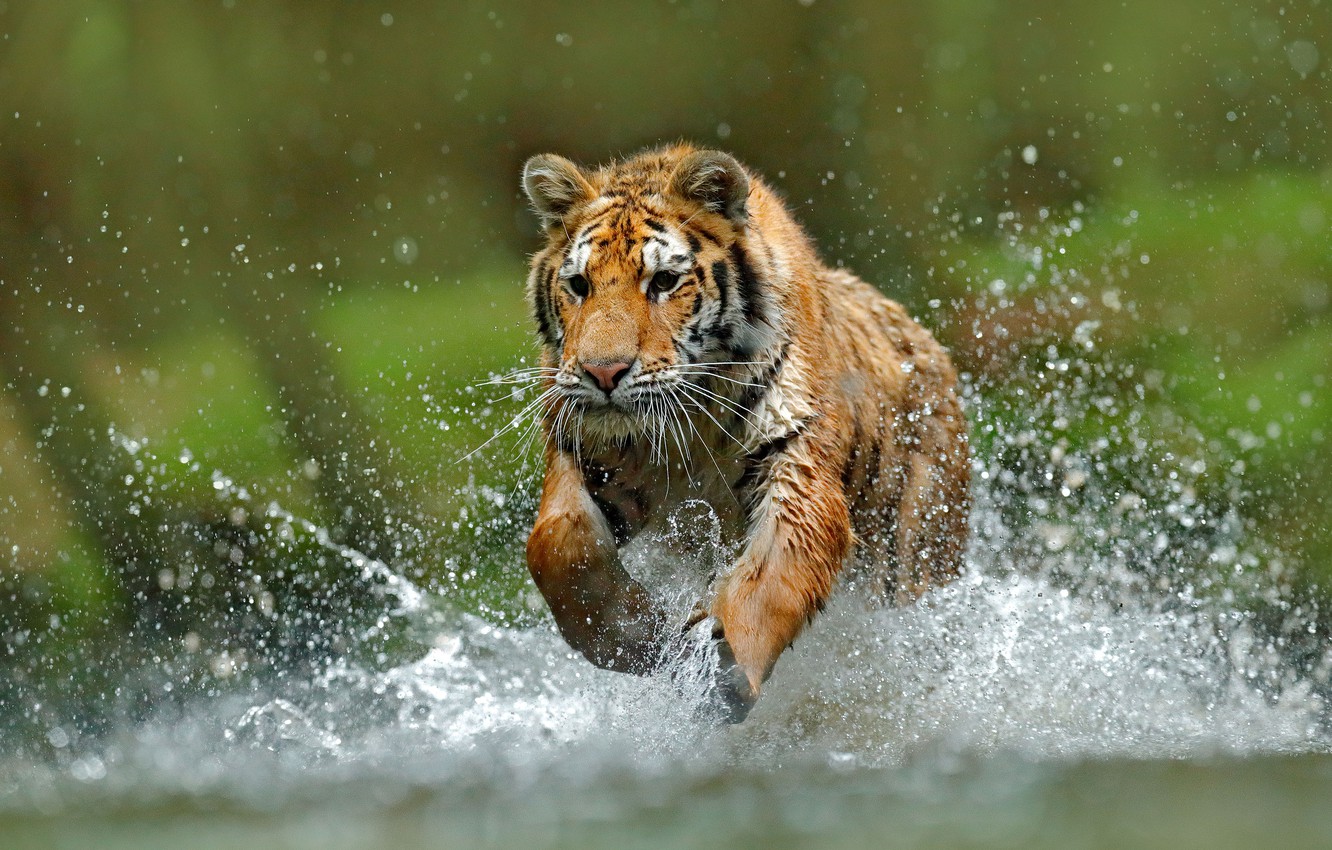 Wallpaper tiger, water, run image for desktop, section кошки