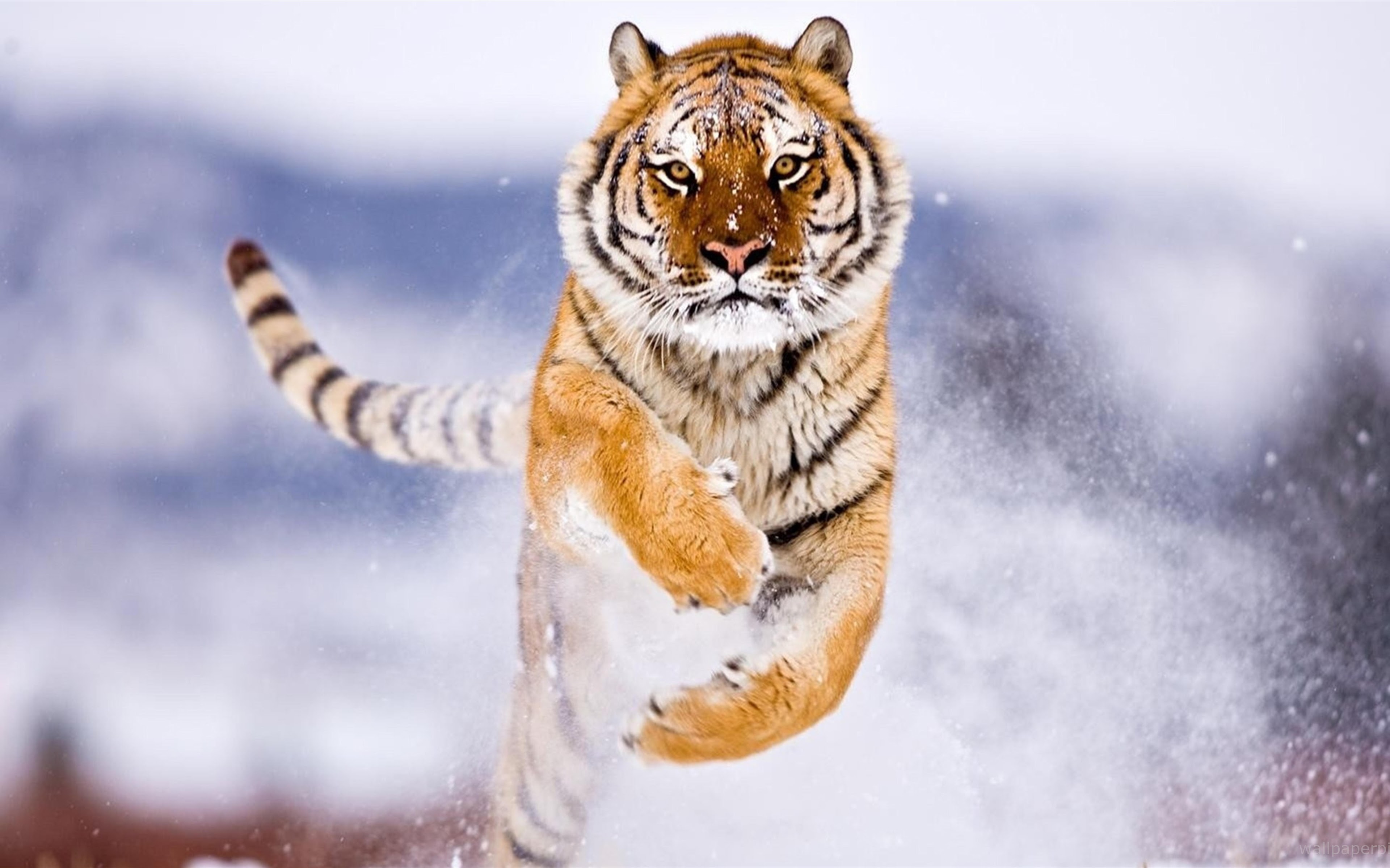 Tiger Running 8K Wallpaper