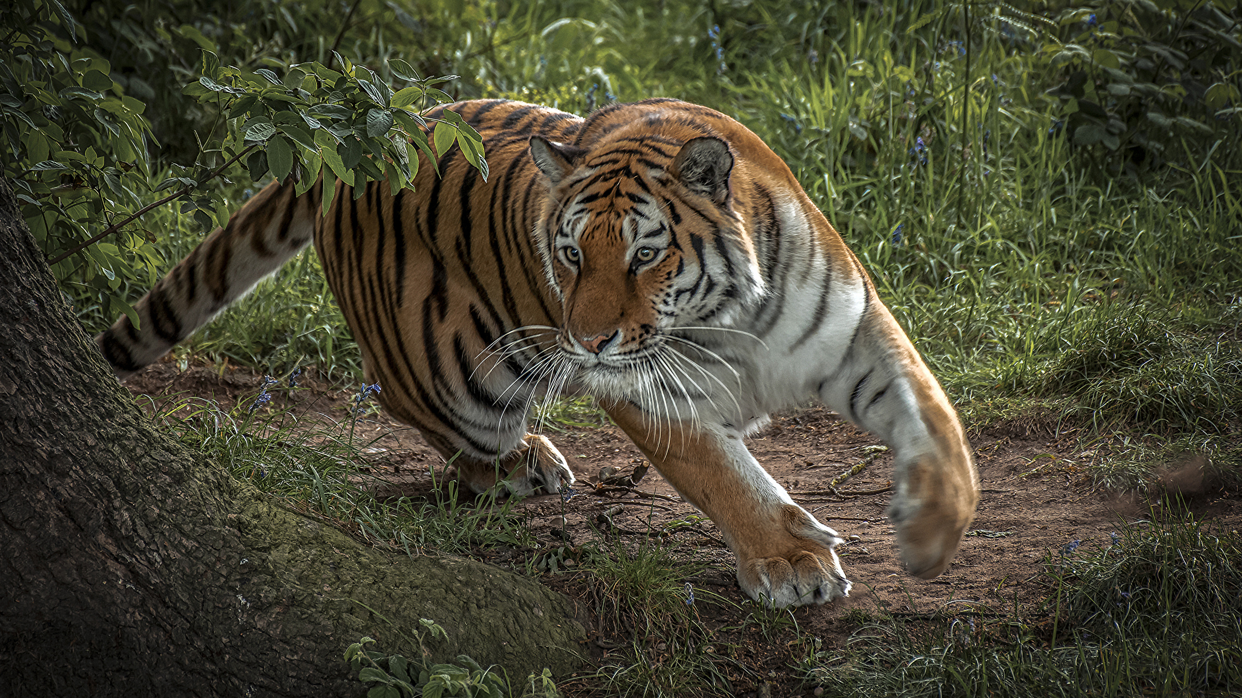 Photos Tigers Big cats Run Animals 2560x1440