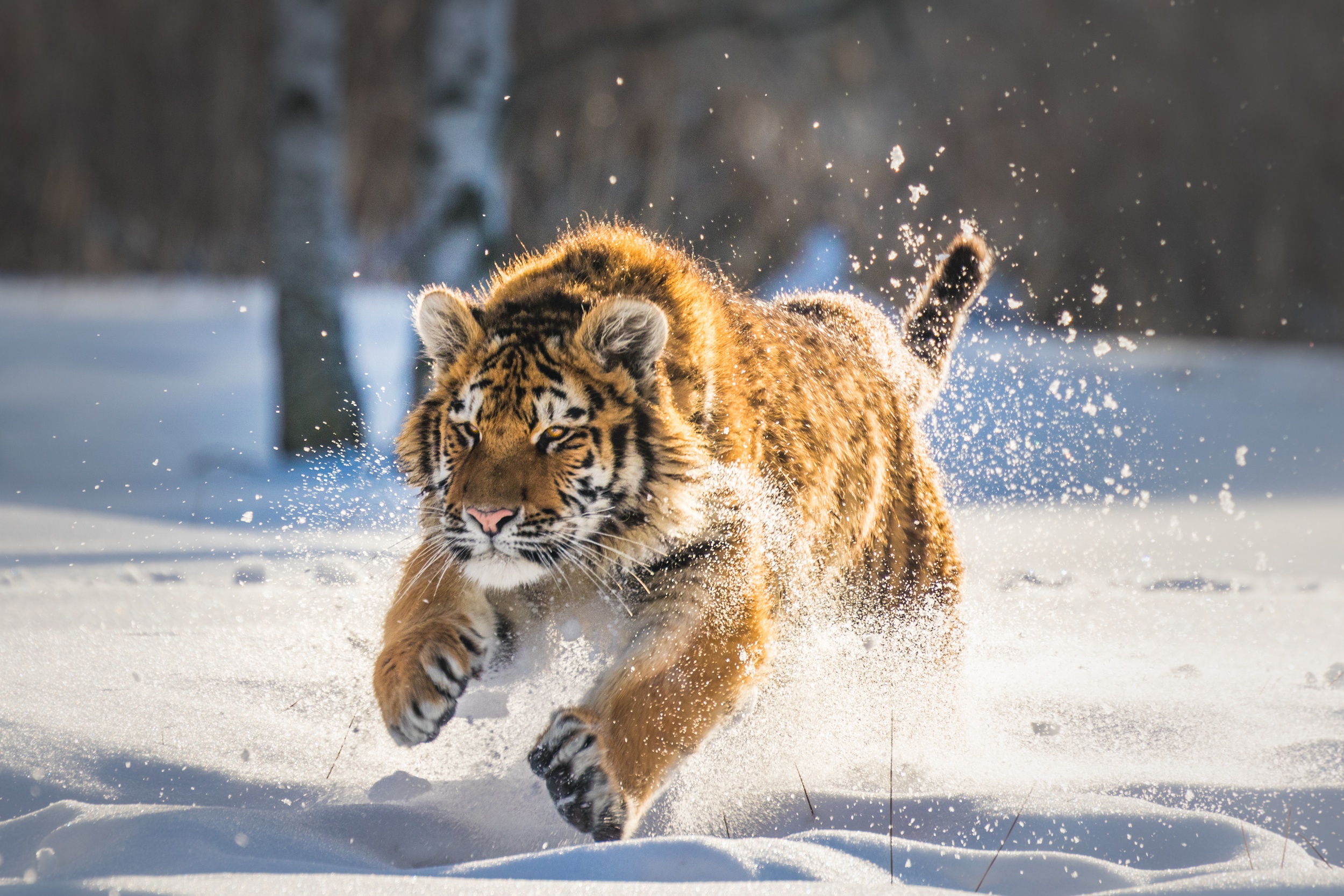 Cute Tiger Cub Running, HD Animals, 4k Wallpaper, Image, Background, Photo and Picture