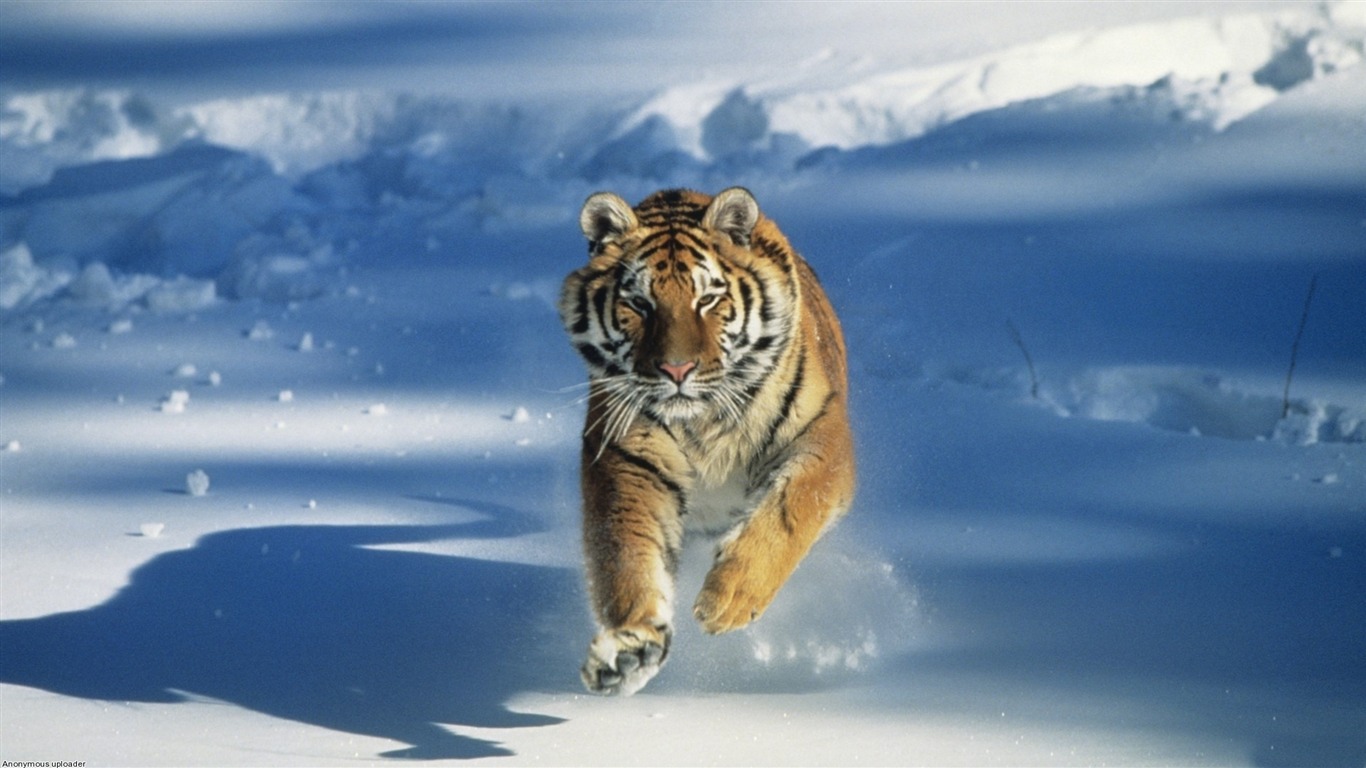 Tiger Running In Snow Animal Widescreen Wallpaper