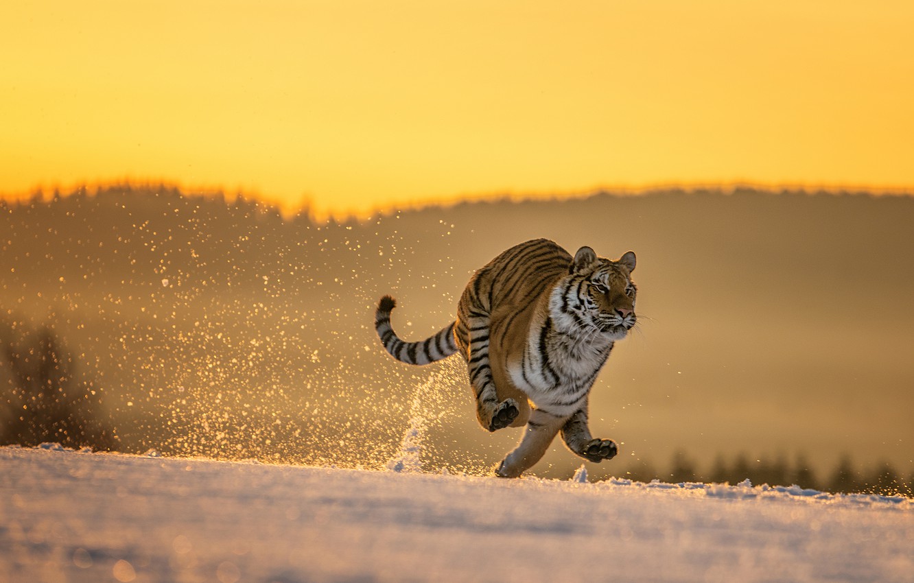 Wallpaper winter, field, forest, cat, snow, nature, tiger, pose, jump, paws, morning, running image for desktop, section кошки